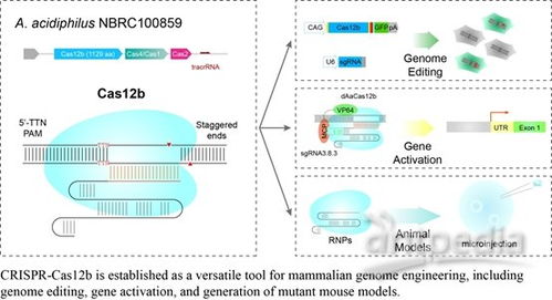 除了cas9以外,经改造的cas12b也加入基因编辑领域